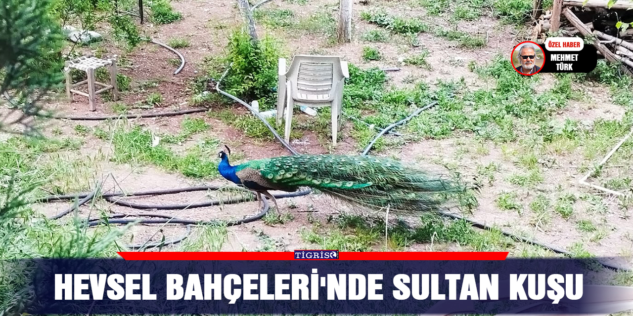 VİDEO - Hevsel Bahçeleri'nde Sultan kuşu