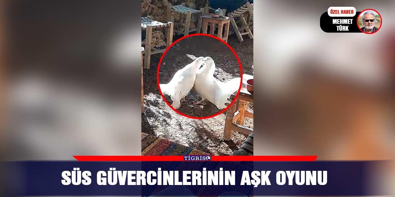 VİDEO - Süs güvercinlerinin aşk oyunu