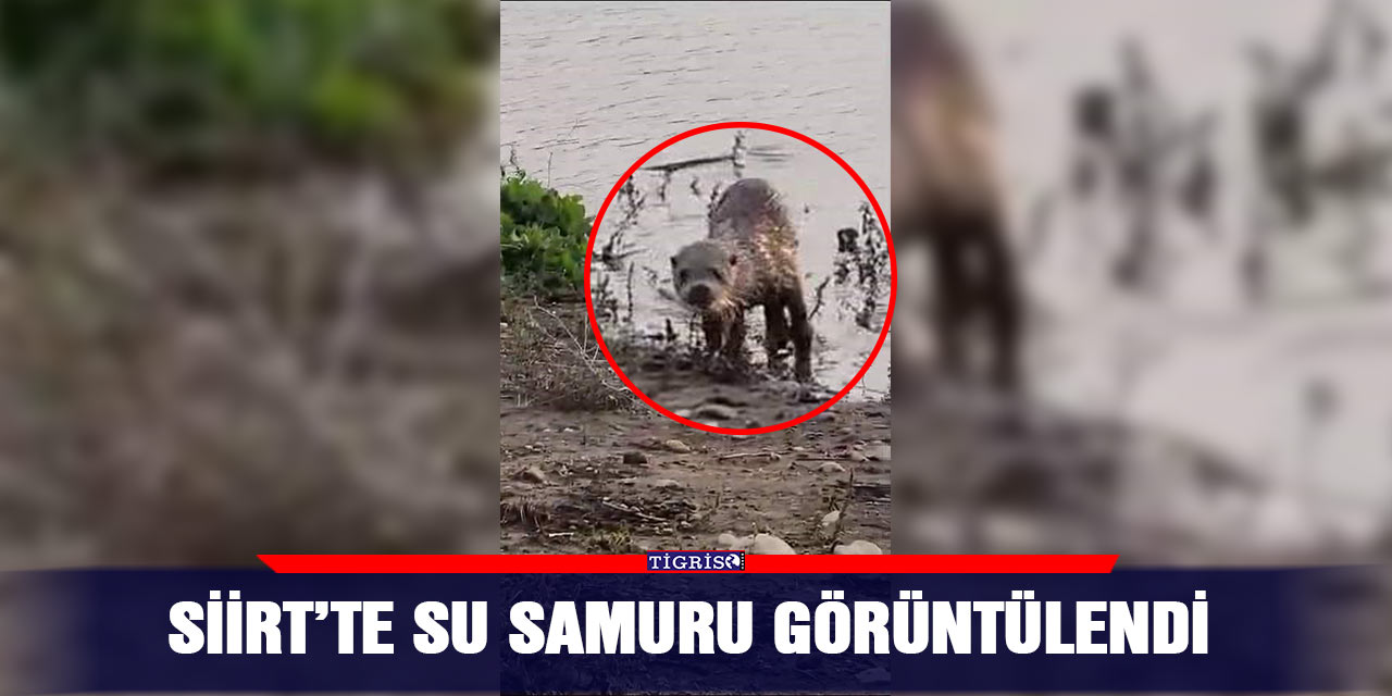 Siirt’te su samuru görüntülendi