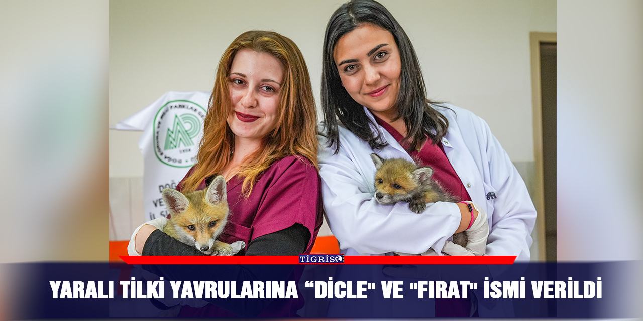 Yaralı tilki yavrularına “Dicle" ve "Fırat" ismi verildi