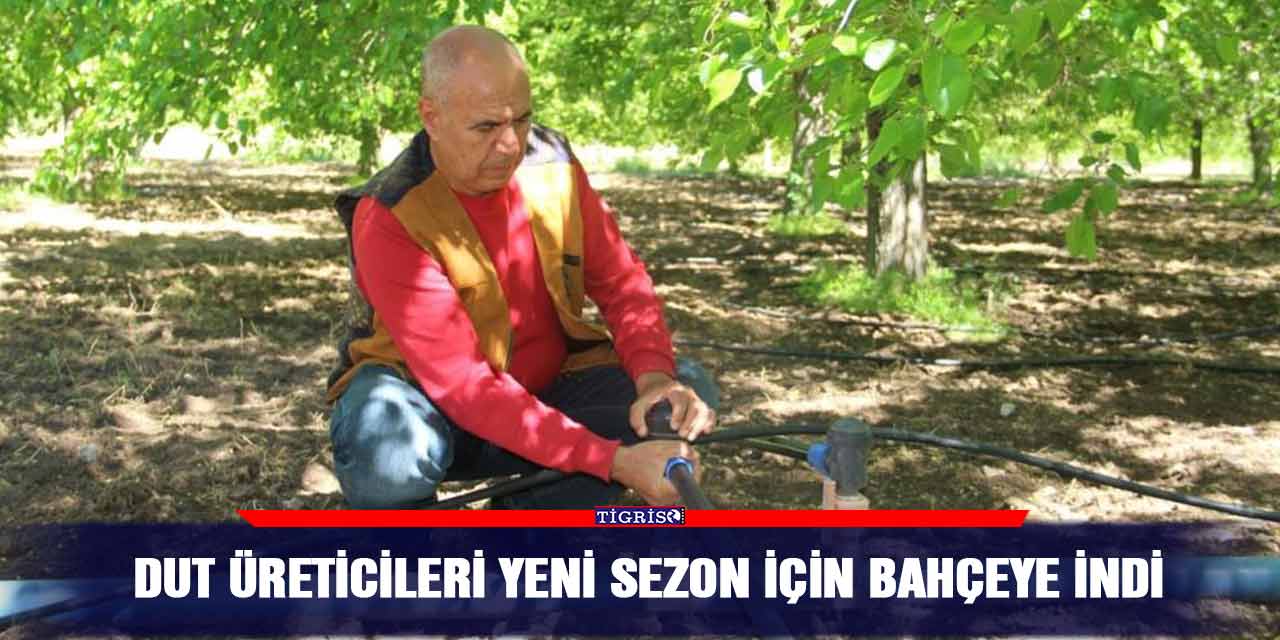 Dut üreticileri yeni sezon için bahçeye indi