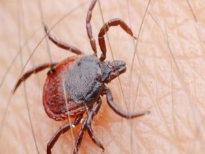 Kenelerden gelen yeni tehlike: Lyme