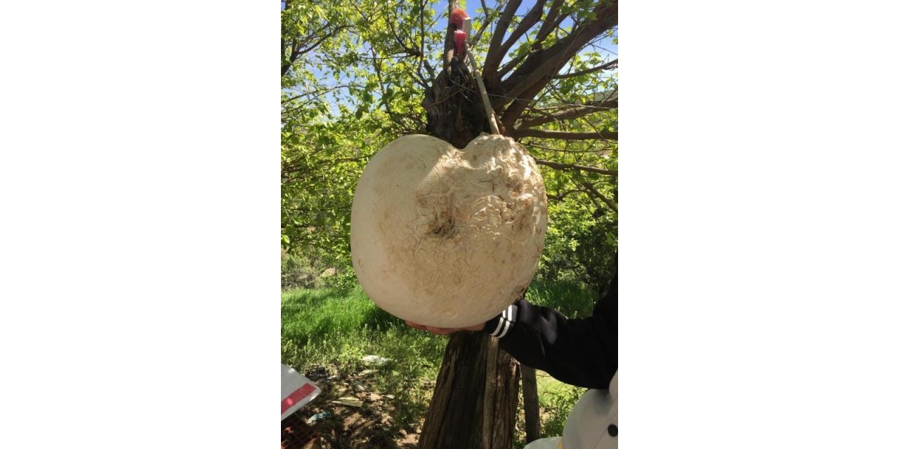 13 kilogramlık dev mantar