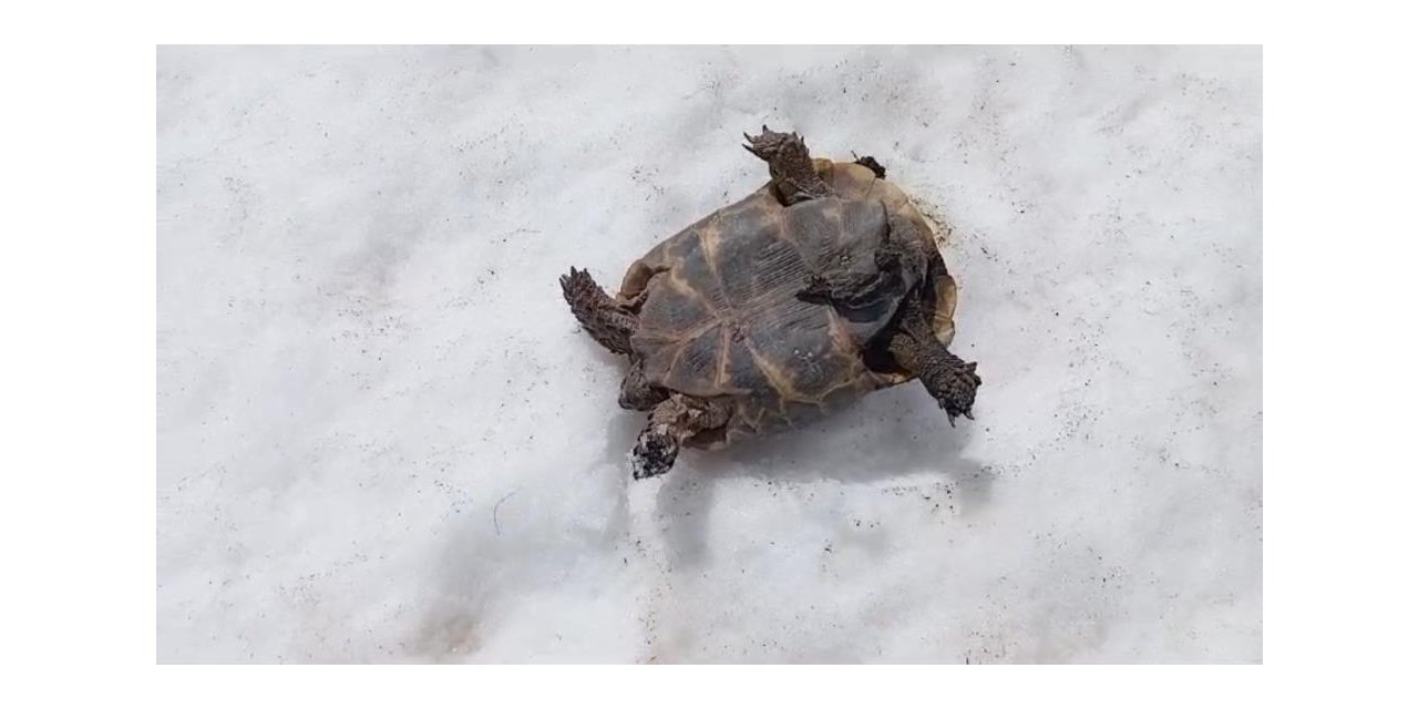 Kar üstünde sırt üstü mahsur kalan kaplumbağayı kurtardı