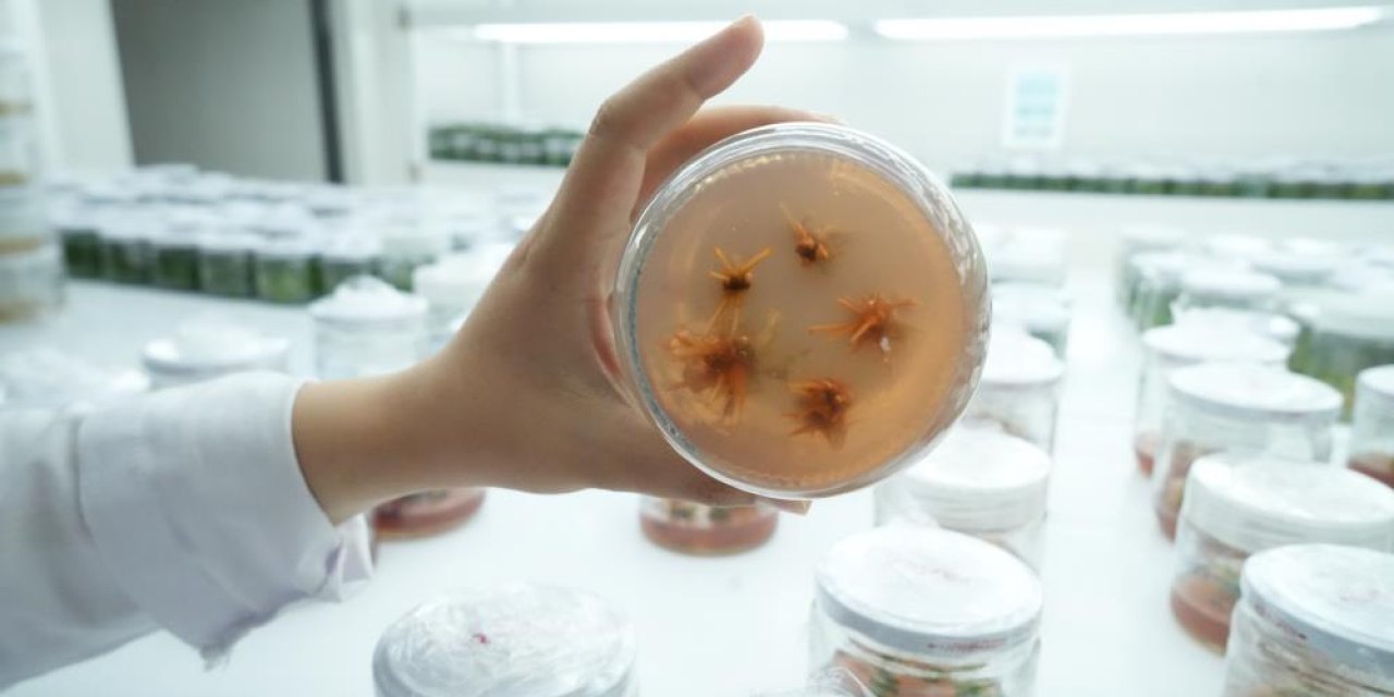 Dona dayanıklı fidan geliştirildi