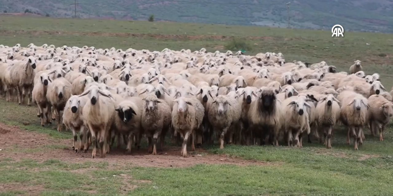 VİDEO - Baharın müjdecisi kuzular anneleriyle buluştu