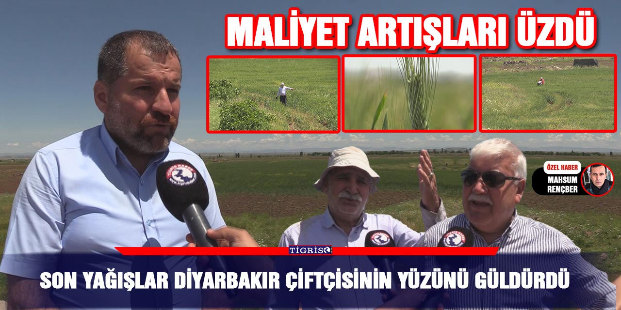 VİDEO - Son yağışlar Diyarbakır çiftçisinin yüzünü güldürdü