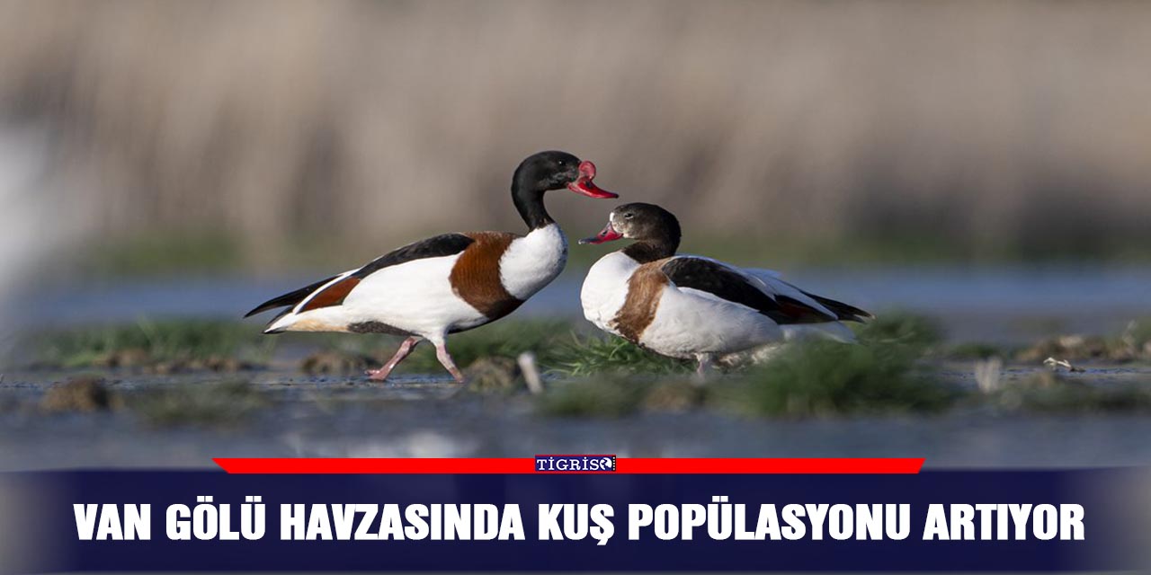 Van Gölü havzasında kuş popülasyonu artıyor