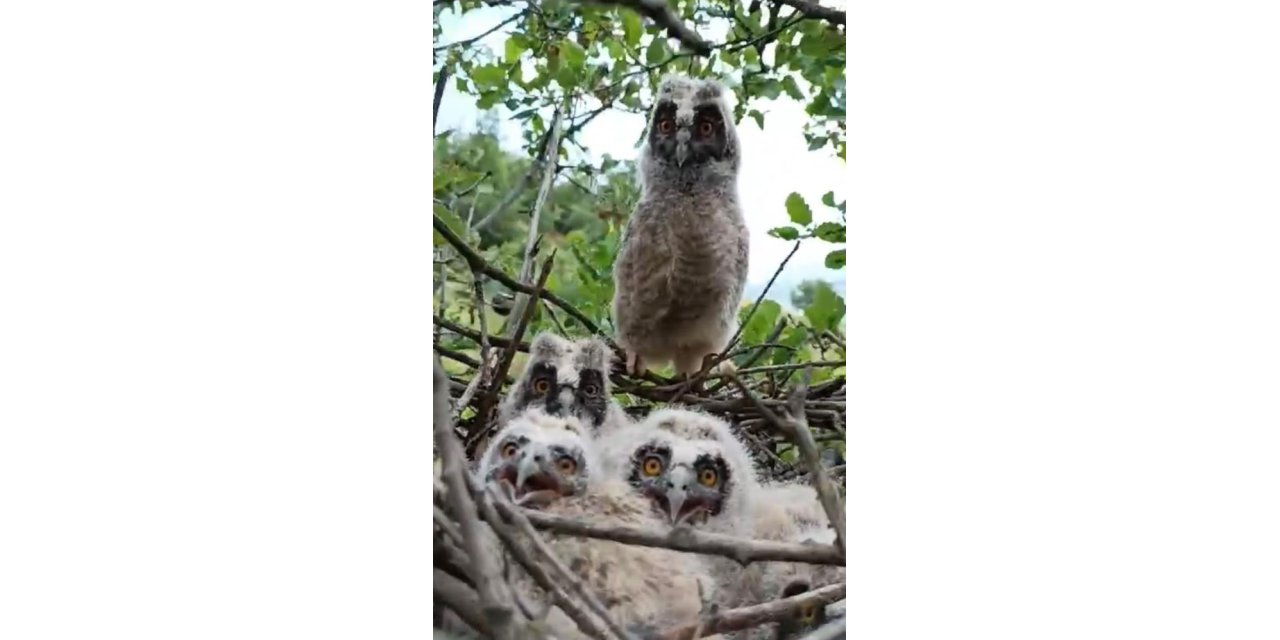 Elazığ'da ağaçta yuva yapan baykuş ailesi görüntülendi