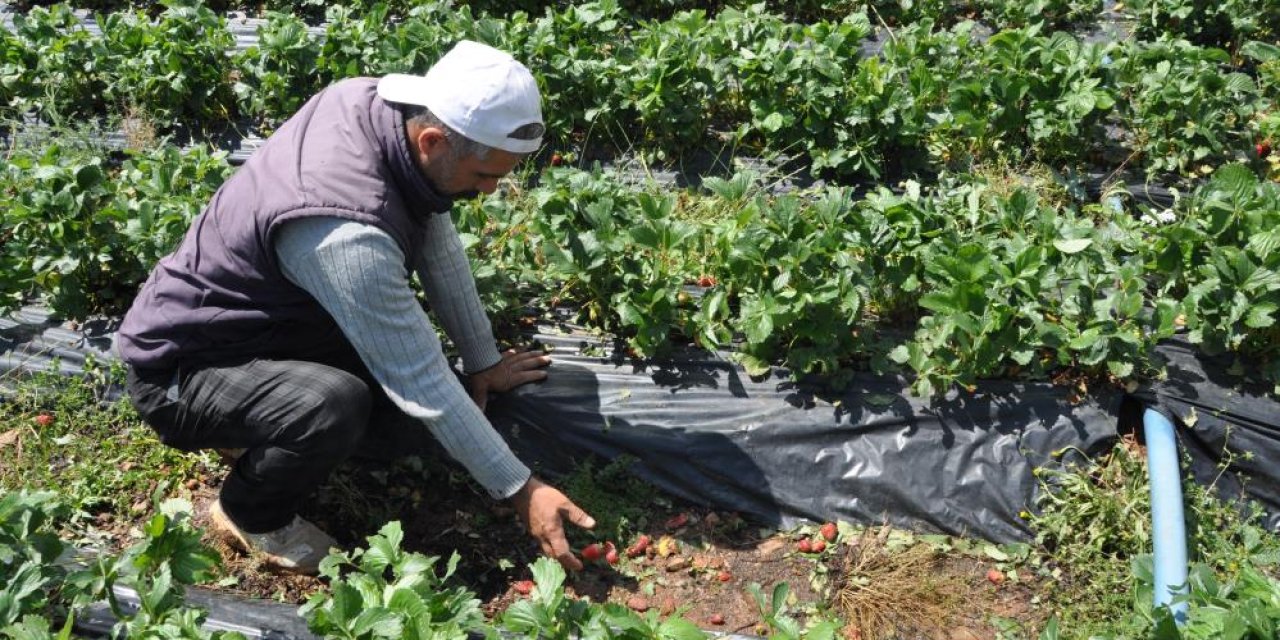 Dolu yağışı çilek bahçelerini vurdu