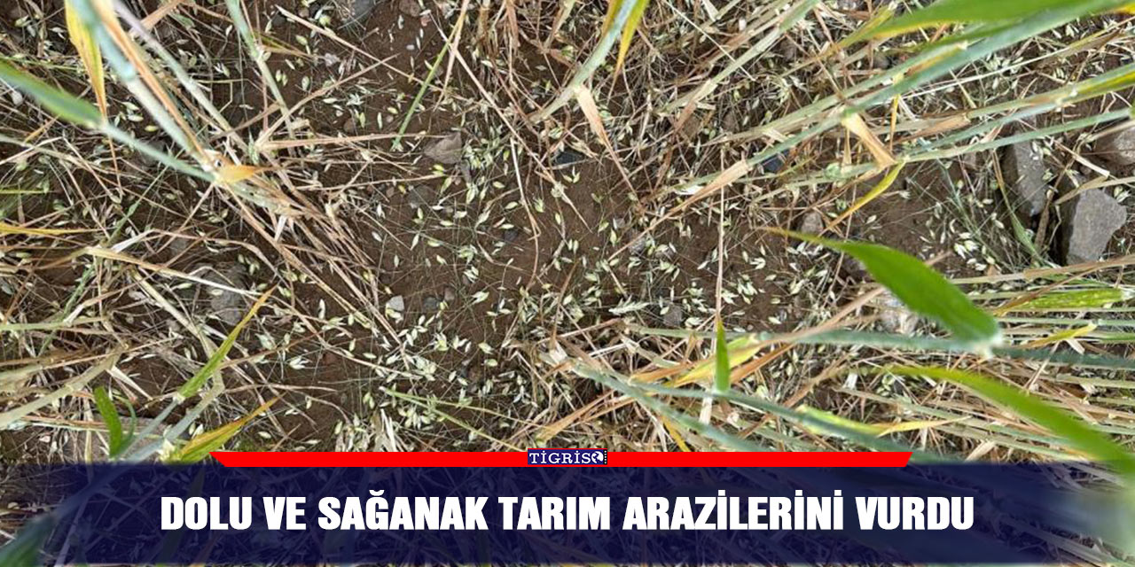 Dolu ve sağanak tarım arazilerini vurdu