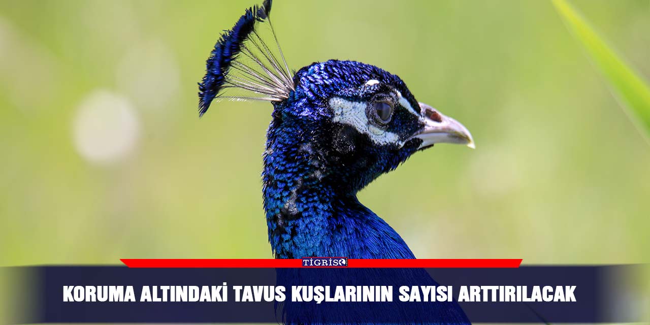 Koruma altındaki tavus kuşlarının sayısı arttırılacak