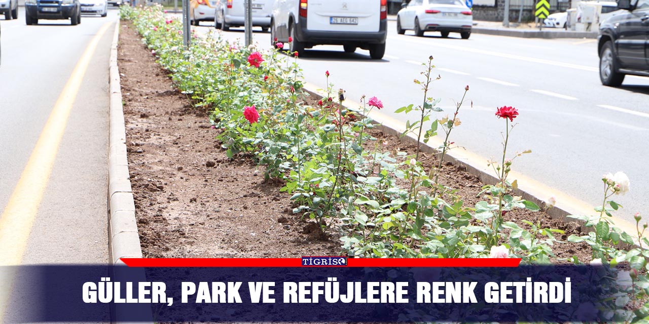 Güller, park ve refüjlere renk getirdi