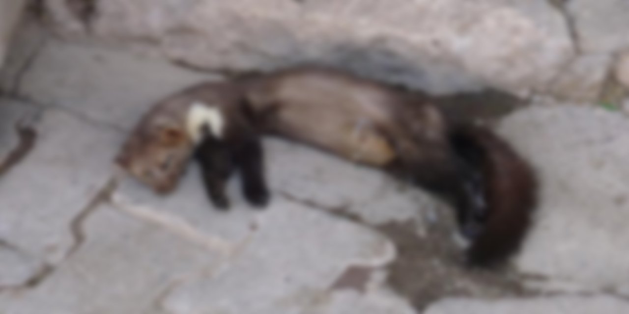 Nesli tükenmek üzere olan alacasansar, Gercüş’te ölü bulundu