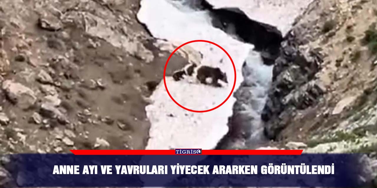 Anne ayı ve yavruları yiyecek ararken görüntülendi