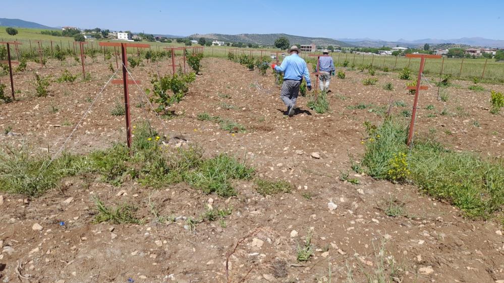 Diyarbakır’da örtü altı üzüm yetiştirilecek