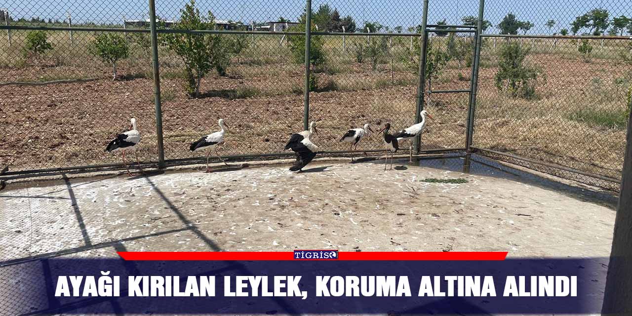 Ayağı kırılan leylek, koruma altına alındı