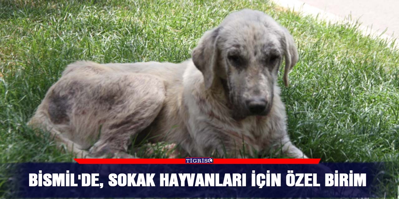 Bismil'de, sokak hayvanları için özel birim