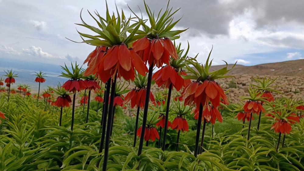 Tunceli dağlarına renk katan ters laleler
