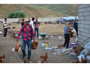 yüksekova’da ilk organik çiftlik