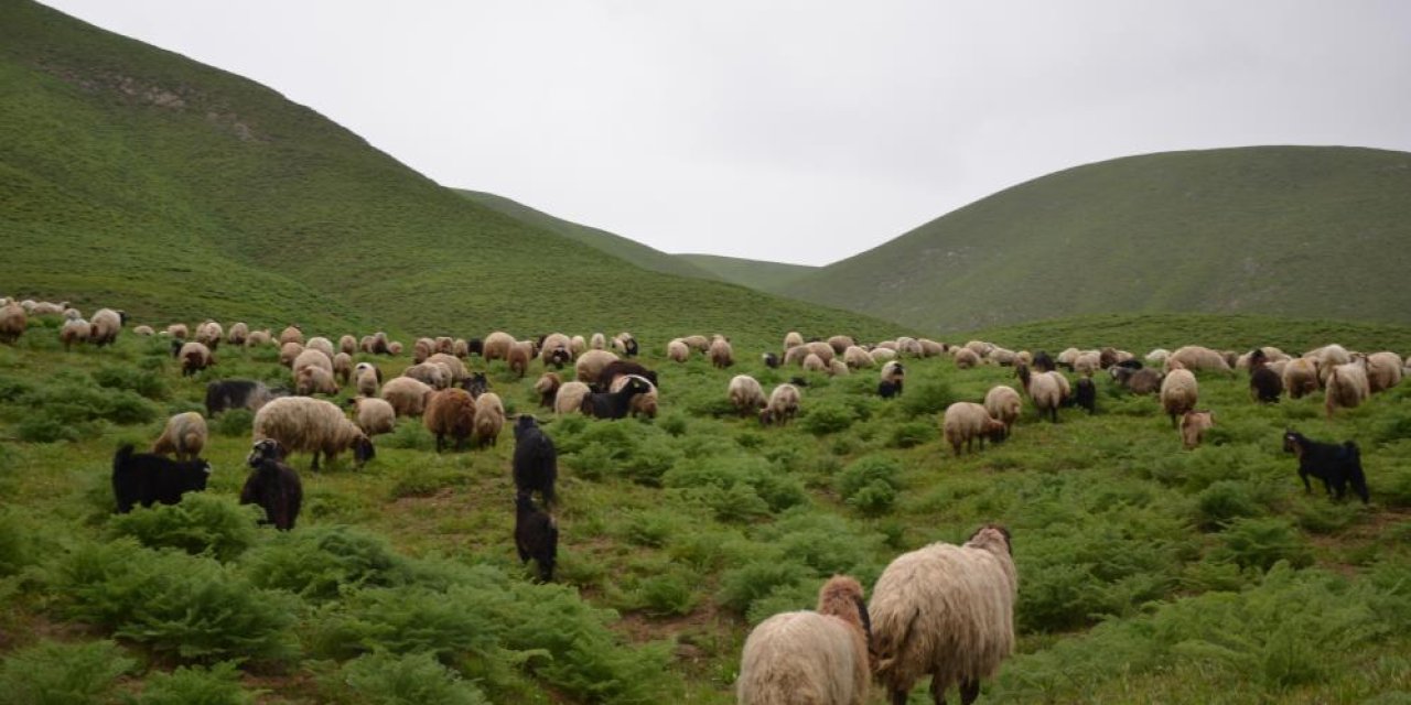 Göçerler Faraşin Yaylası'na ulaştı