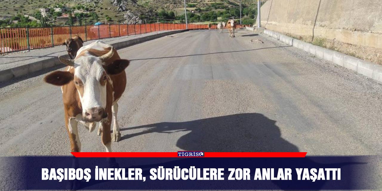 Başıboş inekler, sürücülere zor anlar yaşattı