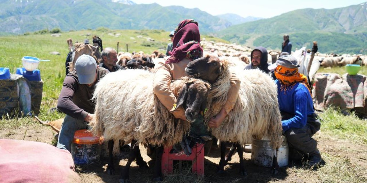 Berivanların ilk süt sağımı başladı