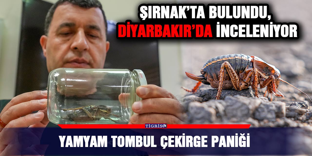 Yamyam tombul çekirge paniği