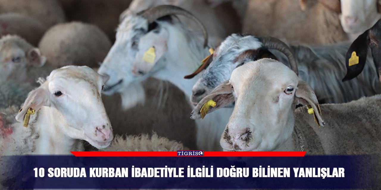 10 soruda kurban ibadetiyle ilgili doğru bilinen yanlışlar