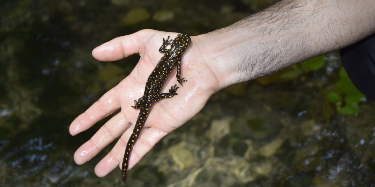 Diyarbakır'da sarı benekli' semender görüldü