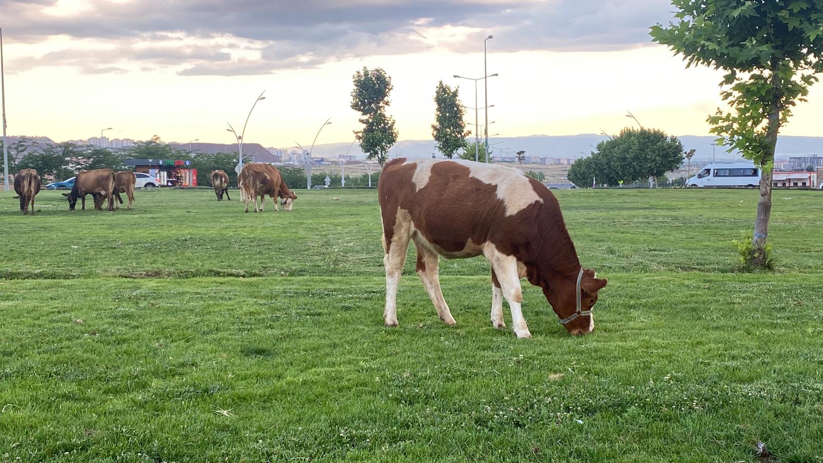 Diyarbakır’da "canlı çim biçme makineleri" iş başında