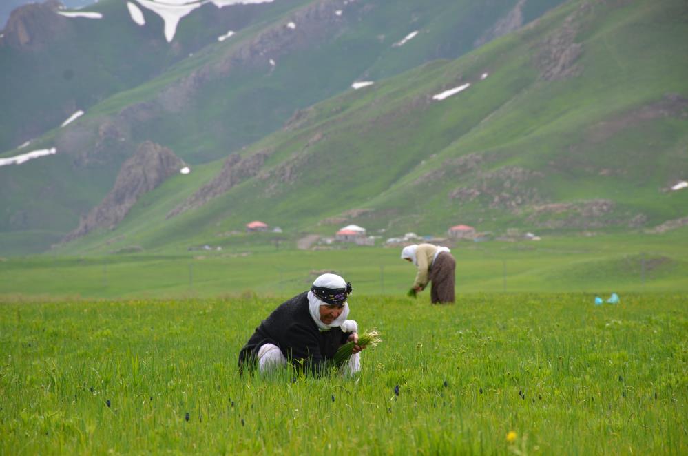 'Sirik' otu için 200 kilometre yol gidiyorlar