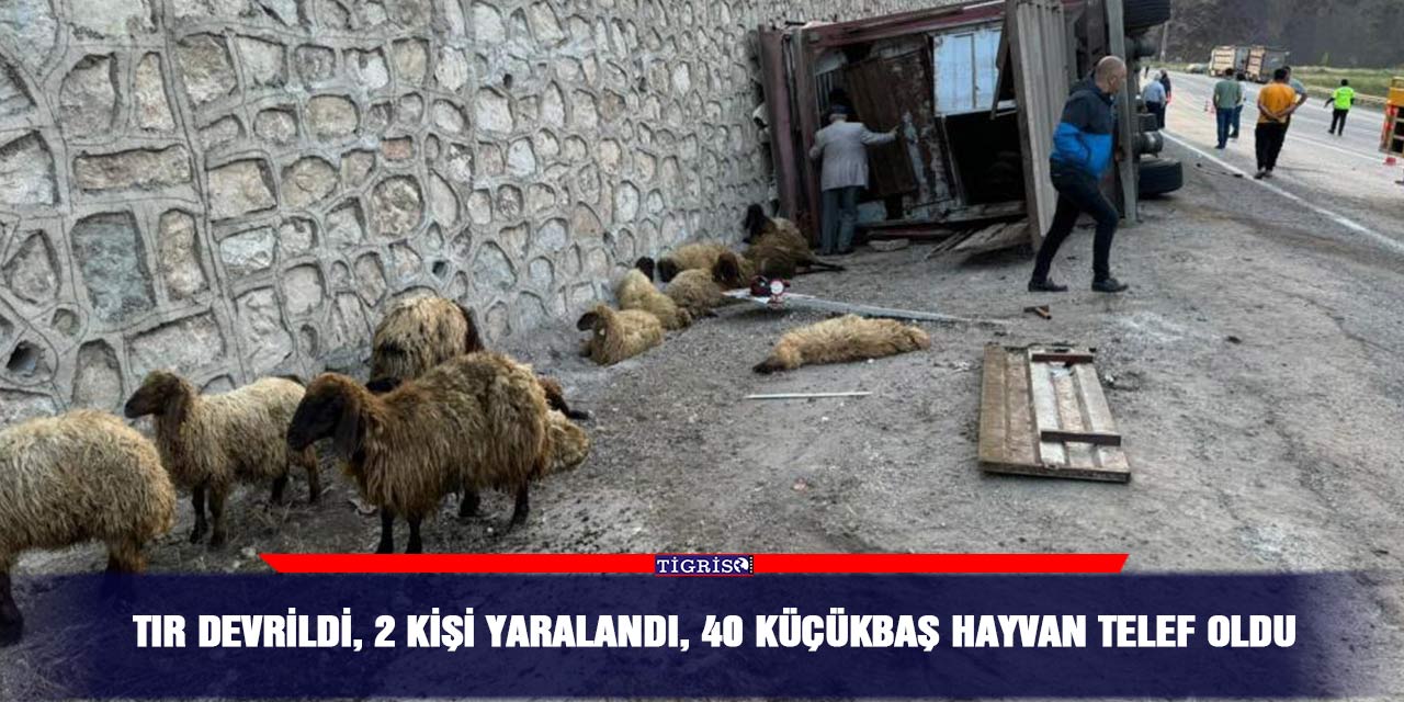 TIR devrildi, 2 kişi yaralandı, 40 küçükbaş hayvan telef oldu