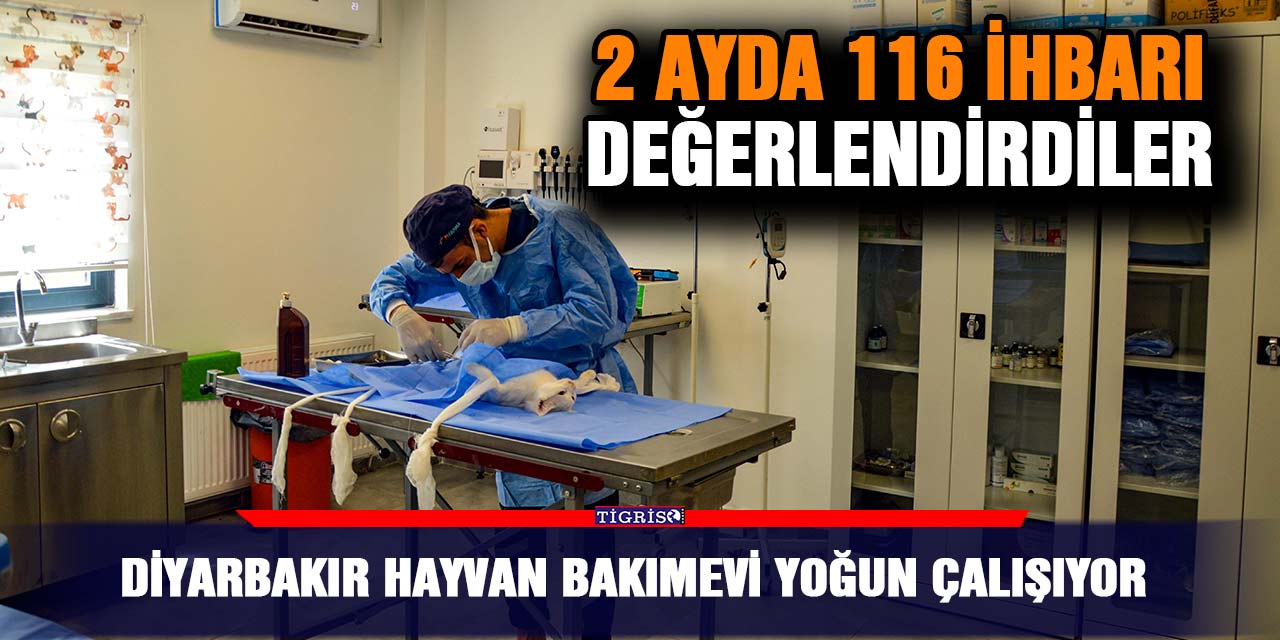 Diyarbakır hayvan bakımevi yoğun çalışıyor