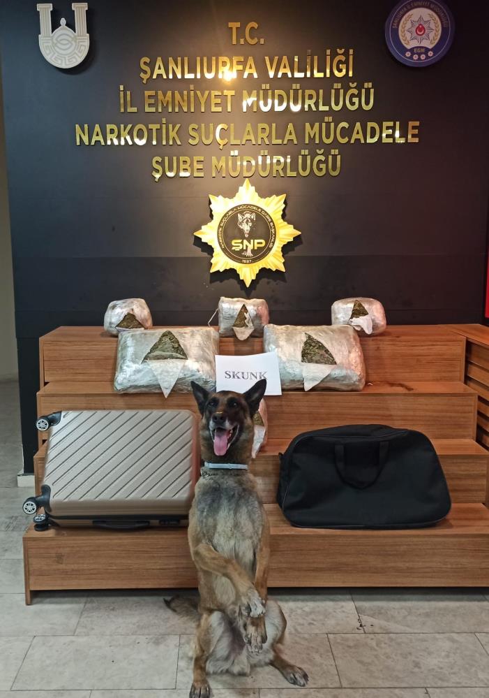 Şanlıurfa'da 10 kilo skunk ele geçirildi