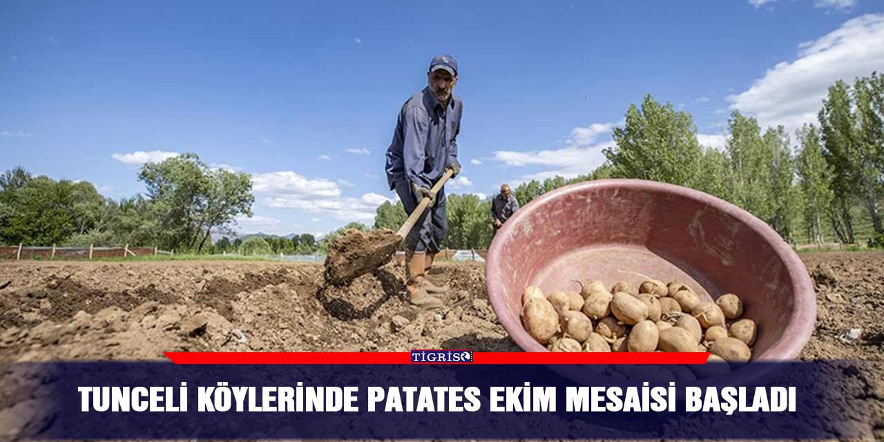 Tunceli köylerinde patates ekim mesaisi başladı
