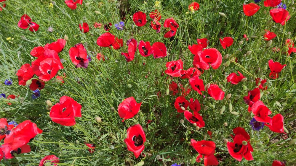 Tarlada gelinciklerin görsel şöleni