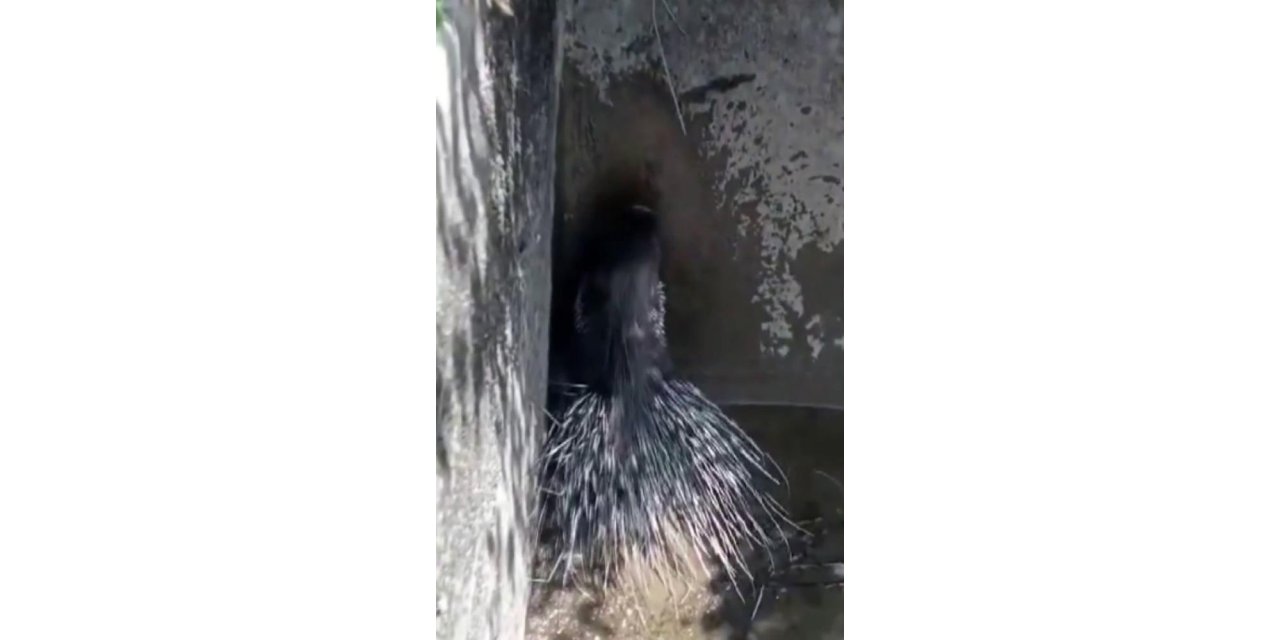 Nesli tükenme tehlikesi altındaydı