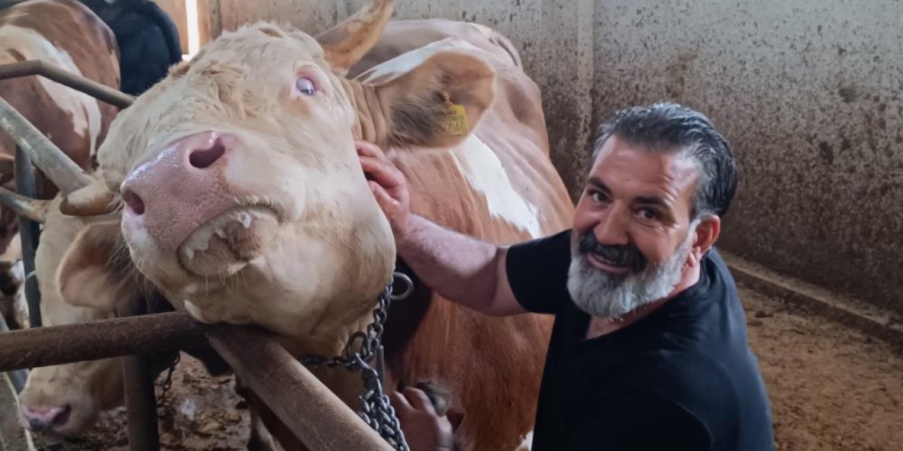 1 ton 850 kiloluk kurban;  Kurbanlık Paşa alıcısını bekliyor