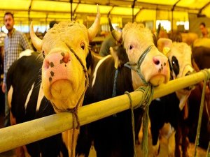 AB'den bin büyükbaş ithal edecek