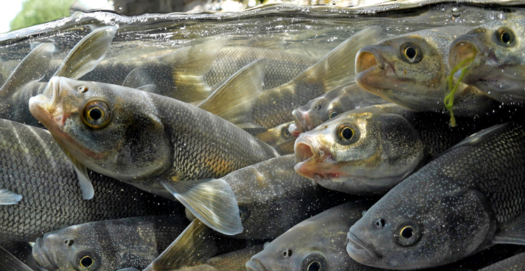 İnci kefalinin tatlı su yolculuğu