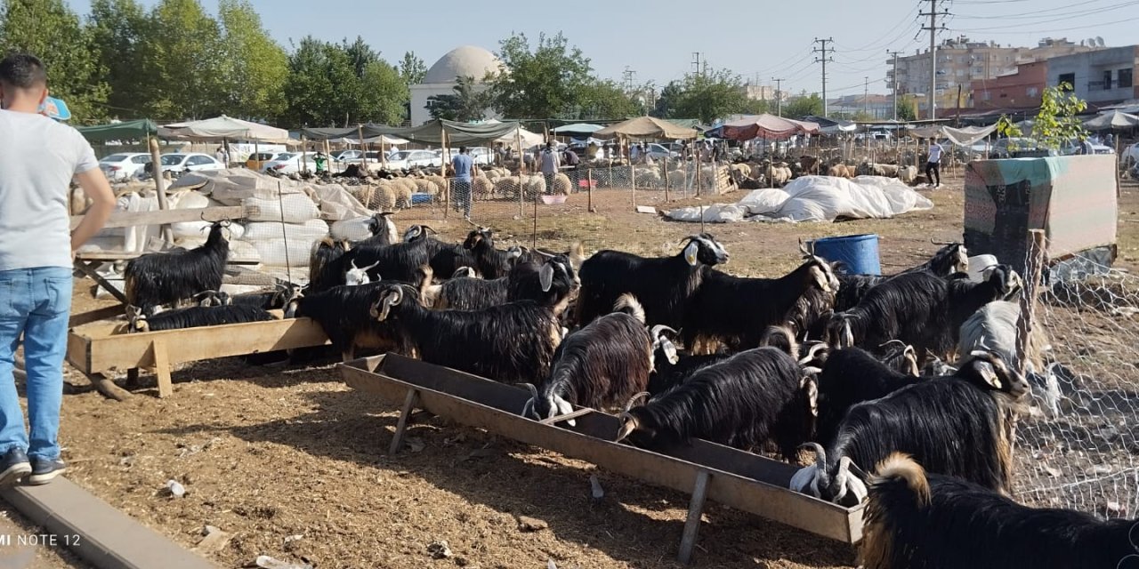 VİDEO - Diyarbakır’da kurban fiyatı cüzdan boşalttı