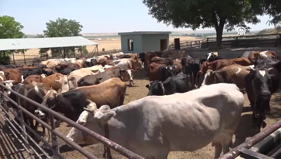 VİDEO - Diyarbakır'da 720 kurbanın eti ihtiyaç sahiplerine ulaştırılacak