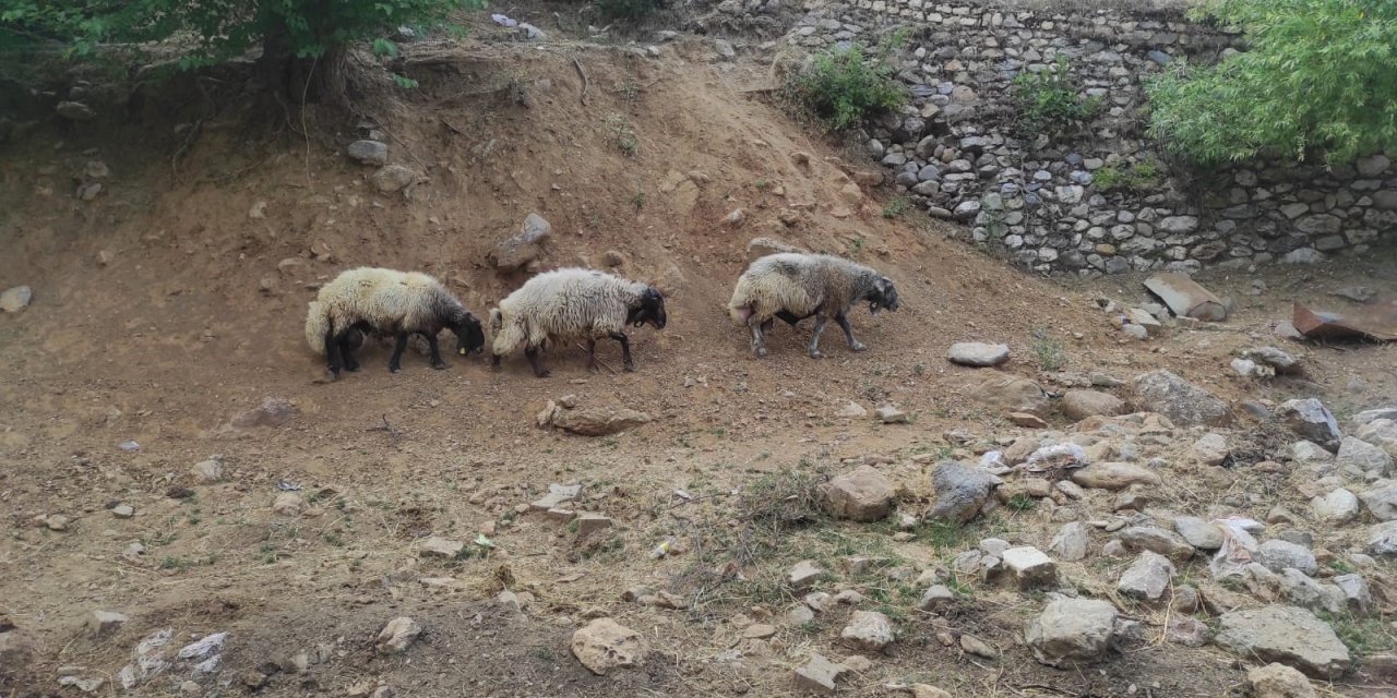 Arefe gecesi firar eden koçlar, 20 kilometre uzaklıkta bulundu