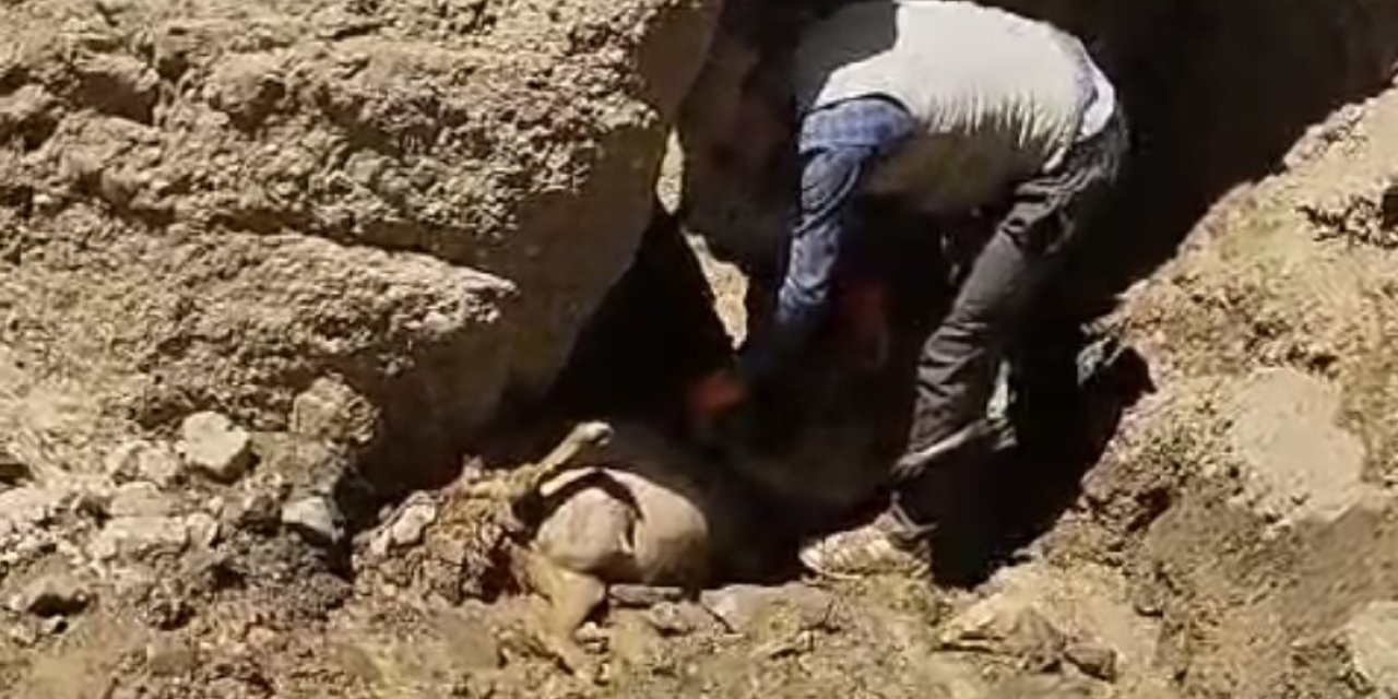 Uçuruma atlayan 28 koyun telef oldu