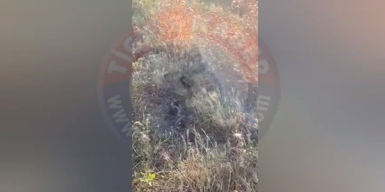 VİDEO -Diyarbakır’da yılanların çiftleşme dansı görüntülendi