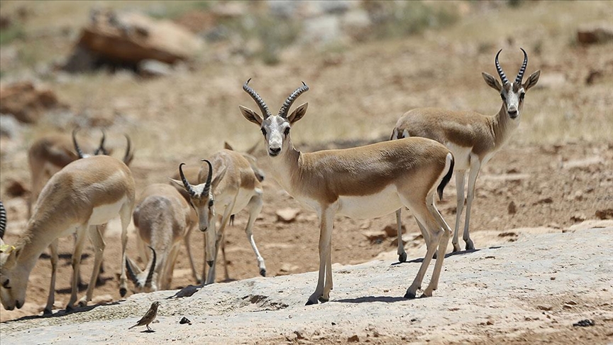 Koruma altındaki ceylanlar yapay zeka ile sayılıyor