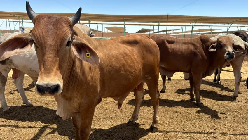 Sahte çeyrek altınla kurbanlık aldı!