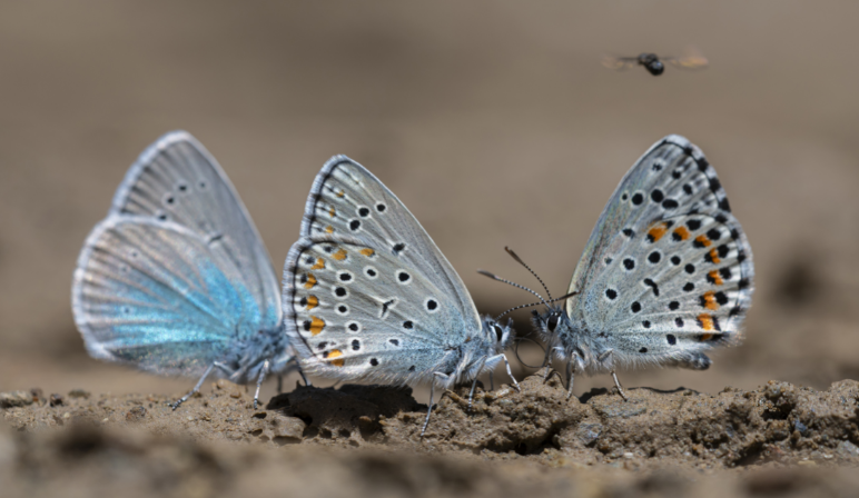 Rose'nin Çokgözlüsü Van'da görüntülendi