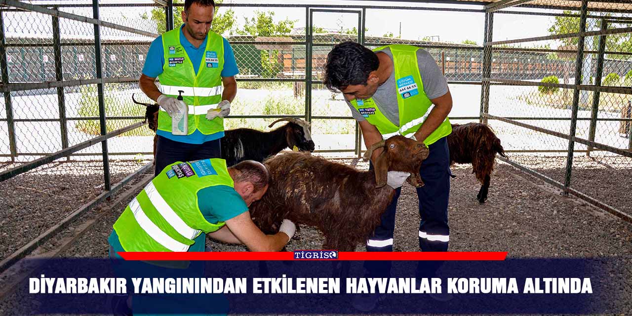 Diyarbakır yangınından etkilenen hayvanlar koruma altında
